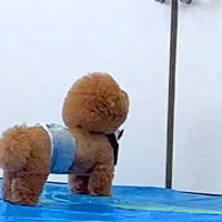 お母さんが外に出ていったら、犬がドアの前で待ち続け...想定外の展開で見せた『愛おしい反応』が42万再生「見上げてるのたまらん」「健気」