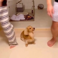 犬が『パパとママどちらを選ぶか』検証してみたら…予想もつかなかった『コントのような結末』が23万再生「初めて見たｗ」「声出して笑った」