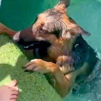 プールで泳げず『警察犬なのにどんくさい』と言われたワンコ→諦めずに特訓した結果…感動的な『まさかの結末』が5万再生「素晴らしい」と反響