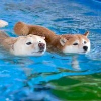 プールで同時に泳ぎをスタートした２匹の犬→同着かと思ったら…まさかの『不憫すぎる結末』が25万再生「困ったお顔ｗ」「何回も見ちゃった」