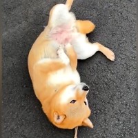 散歩の経験がない『繁殖引退犬』→外に出しても３歩が限界で…別犬のような『３週間後の光景』に感動「コロン可愛いと思ってたら…」「頑張った」
