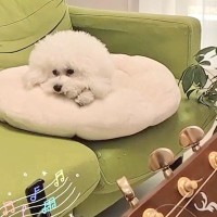 お母さんの弾き語りを聴く犬→歌詞に『おやつ』を混ぜてしまった結果…思わず笑っちゃう『まさかの反応』が12万再生「パクパク可愛すぎｗ」