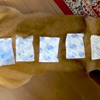 散歩から帰ってきた犬が暑そうだったので『保冷剤』を体に並べてあげたら…可愛すぎる『ご満悦な様子』が70万再生「冷やし柴」「湿布みたいｗ」