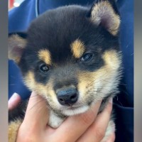 『トップクラスにおとなしい』と言われた赤ちゃん犬→一緒に暮らすうちに…現在の『まさかの変貌っぷり』に反響「すごいｗ」「健康なら良し」