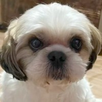 『表情がなく、体も変色していた保護犬』を家に迎えたら…1年3ヶ月後→同じ犬とは思えない『涙あふれる光景』に「表情が物語ってる」と感動の声