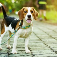 ビーグルの値段相場｜子犬の販売価格からお迎え後にかかる費用まで