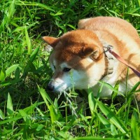 犬に危険な『ノギ』とは？散歩中に注意すべき場所や接触しないための対策まで