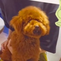 愛想がなく８ヶ月売れ残った『ボサボサ犬』→家族の反対を押し切って飼った結果…半年後の『嘘のような現在』が16万再生「待ってたんだね」