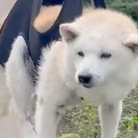 老犬のシャンプーをした後、お手入れをするため『物干し竿に吊るした』結果…完全に洗濯物と化す光景が76万再生「無抵抗ｗｗ」「心地よさそう」