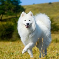 『暑さに弱いといわれている犬種』5選　苦手な理由や夏場にすべき対策まで