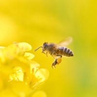 犬が『刺されかねない虫』7選　表れる症状や正しい対処法、予防策まで解説