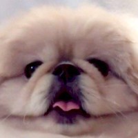 リモート会議に参加した犬→あまりにも馴染みすぎていて…まさかの『服の柄と化す光景』に7万いいね集まる「大爆笑ｗｗ」「本当に服で草」