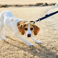 愛犬が急に動かなくなる5つの理由　病院に連れて行くべき？適切な対処法を解説