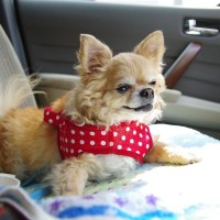 犬と夏を楽しむときの『絶対NG行為』4つ　愛犬の健康に悪影響を及ぼす危険性とは