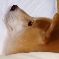 寝るために寝室へ向かった結果→犬が先に寝ていて…思わず泣けてくる『尊い光景』に13万いいねの反響「愛にあふれてて感動」「優しい」と称賛