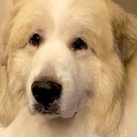 体が大きくてたくましい超大型犬→でも、雷が鳴ると…見た目とは裏腹な『あまりにも可愛い反応』が6万再生「赤ちゃん返り」「ぎゅーってしたい」