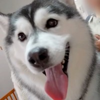 ハスキー犬の兄弟がトリミングへ→兄犬の番になった瞬間…あまりにも邪魔すぎる『まさかの行動』が5万再生「お笑い担当ｗ」「お兄ちゃん大好き」