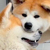 叔父犬と甥っ子犬→愛が強すぎる故に…じゃれ合いがエスカレートした『まさかの行動』が19万再生「ちょ、やめんかって感じｗ」「仲良し」