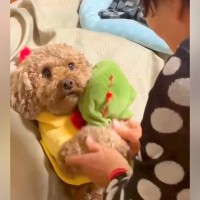 犬を飼うのに大反対していたおばあちゃん→お迎えした結果…まさかの光景と『思っているのと違う反応』が18万再生「無感情すぎて草」「顔ｗ」