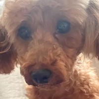 『寿命の約半分、繁殖させれらてきた犬』を引き取った結果…過去７年間が嘘のような『涙の現在』が9万再生「表情変わった」「頑張った」と反響