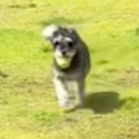 庭でボール遊びをしている犬→部屋に戻って遊ぼうとしたら…直後に起きた『まさかのハプニング』に「可愛すぎて吹いた」「表情わろたｗｗ」の声