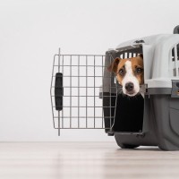 犬が『クレート』に慣れるための方法2つ　暮らしで役立つ必要性からトレーニングのコツまで