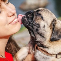 犬があなたのことを舐めてくる心理5選　ペロペロが止まらない理由やしつこすぎるときの対処法
