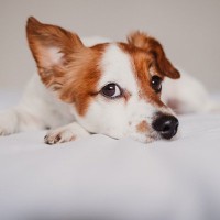犬の「耳」から読み取れるサイン４つ　愛犬の心理状況から飼い主がすべき対応まで解説