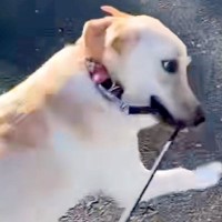 『すっげぇ顔ｗｗ』大型犬を散歩に連れていった結果→思っているのと違いすぎる『衝撃の光景』が39万再生「必死ｗ」「横目で見てて草」と爆笑