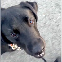 『かわいいけど…前向いた方がいい』お散歩中の大型犬→心配になるほど『尊い光景』が57万再生「信頼されてる」「犬が棒に当たる理由ｗ」と反響