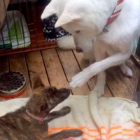 『危険な犬種』と言われる紀州犬が、3本足の子犬に…想像とは裏腹な『まさかの行動』が5万再生「素晴らしい」「全人類見習いたい」と称賛