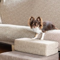 犬が骨折する『高さ』はどれぐらいなの？ケガの要因となる室内環境とは