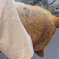 『おいっ！そのワンちゃん大丈夫か？』朝、知らないおじいちゃんに声を掛けられた犬→まさかの光景に10万いいねの反響「確かに心配になるｗ」