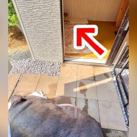 ブタから家を強奪した犬→何事かと思い、様子を見に行くと…想定外だった『まさかの態度』が102万表示「でっかい豚さん」「小さく見えるｗ」