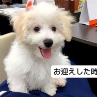 フワフワの赤ちゃん犬を飼って『5キロくらいになるかな』と思っていたら…予想もつかなかった衝撃のビフォーアフターが話題「可愛すぎる」