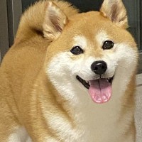 体調を崩して寝込んでいたら、犬が布団に…思いもよらなかった『まさかの行動』が泣けると17万いいね「素敵な気遣い」「感動した」と称賛