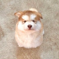 生後2ヵ月の大型犬の赤ちゃん→2年後…想像の上をいく『衝撃のビフォーアフター』に14万いいねの大反響「何倍？」「ポケモンレベルの進化ｗ」