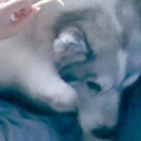 自分のことを『子犬』だと思っている大型犬→体の大きさを全く理解していない光景に7万いいね「気分は子犬、体は成犬」「重い愛ｗｗ」と反響