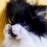 『限りなく小動物に近い』と言われた犬→仕草を観察した結果…とんでもなく可愛い『まさかの行動』に1万いいね「ハムスターかな？ｗ」「天使」