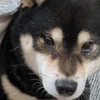 子育て歴４年の犬→赤ちゃんがもたれ掛かってくると…頼もしすぎる『貫禄ある光景』に12万いいね「我が子と思ってそう」「すごい」と称賛