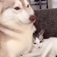子猫が『２匹のハスキー犬に育てられた』結果…愛にあふれた『まるで本当の親子のような光景』が33万再生　甘えん坊さん全開の姿に反響