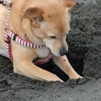 愛犬が地面を『ホリホリする』5つの理由　夢中で掘り続ける心理から対処法までご紹介