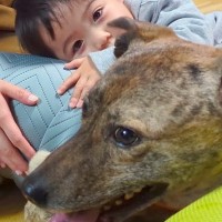 小さな男の子が『雷に怯え震えている元猟犬』を心配して…涙が出るほど尊い『一生懸命な光景』に感動「すてきな家族」「健気で優しい」と反響