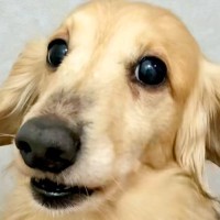 犬の皮膚に『黒いもの』を発見→心配になったので病院で診察したら…医者に告げられた『まさかの診断結果』に反響「一安心ｗ」「ドライブで草」