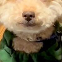 『残業後の私やん…』目がつぶらなおじいちゃん犬→『まるで人間のような表情』が150万再生「大御所の俳優みたい」「穏やかで優しいお顔」