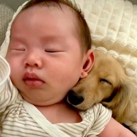 寝ている赤ちゃんに『どうしてもくっついていたい』と離れない犬…あまりにも尊い光景が190万再生「心地良いんだろうな」「可愛すぎる」と絶賛