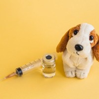犬を飼ったら必ず果たすべき『責任と義務』7つ　飼う前に抑えておきたい大切なこととは