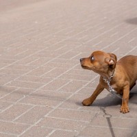 『犬を怖がらせてしまう人』に共通する特徴6つ　怯えてしまう理由から仲良くなるためのコツまで