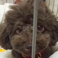 3年間『1日30秒』しか抱っこしてもらえなかった犬→引き取った結果…別犬のような『ビフォーアフター』が32万再生「ありがとう」「感動」