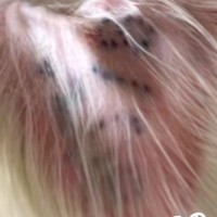 『耳にタトゥーが入っている犬』７年間も繁殖犬として生きたワンコを飼った結果…１年後→涙腺崩壊する光景が20万再生「痛かったね」「幸せに」